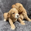 Beautiful quality Cavoodle puppies for sale -2