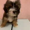 shih tzu-2