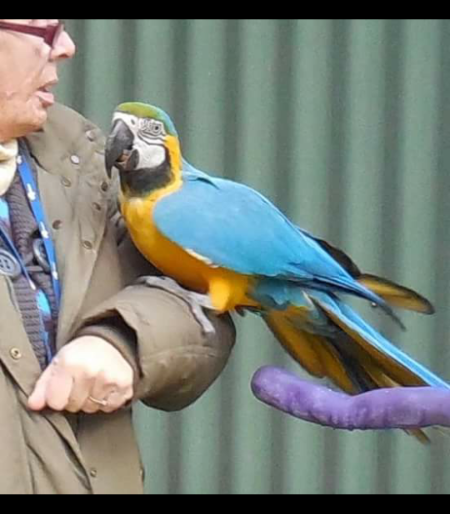 Blue and gold macaw for sale,