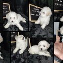 BICHON FRISE FOR REHOMING-0