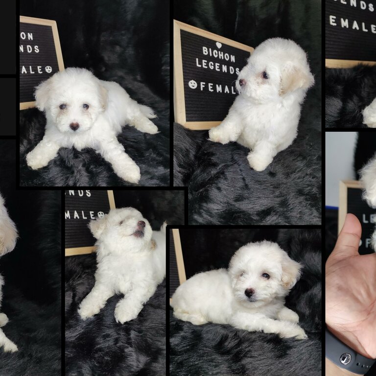 BICHON FRISE FOR REHOMING
