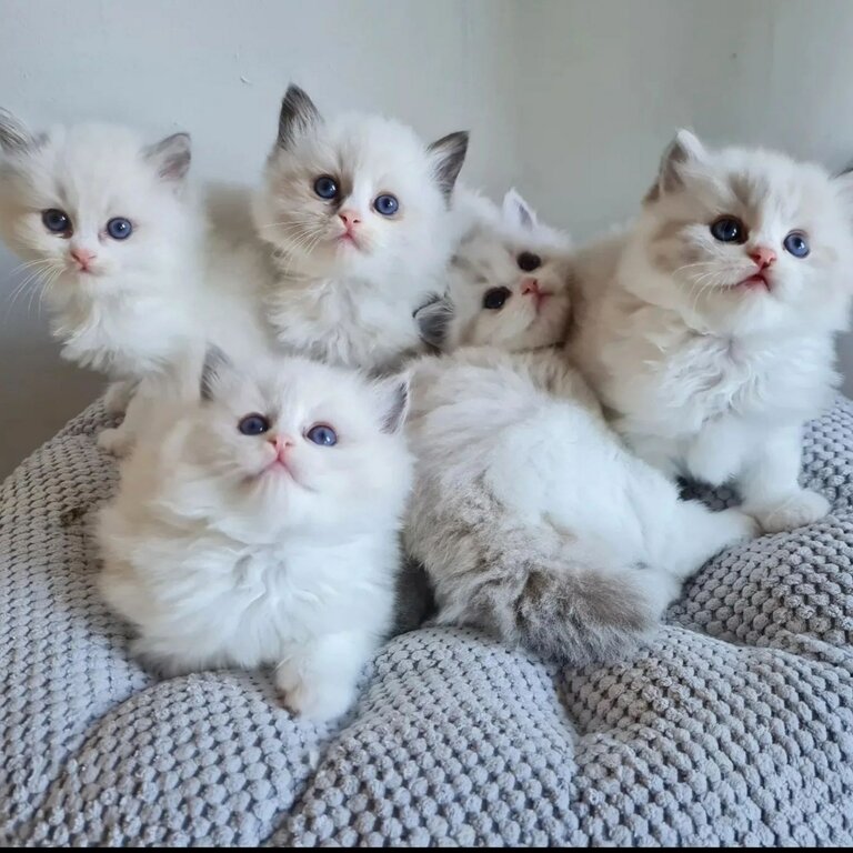 Ragdoll Kittens