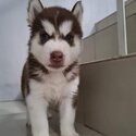 Purebreed siberian husky -5