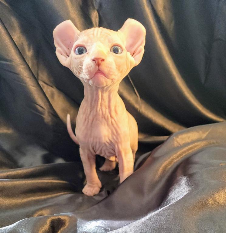 sphynx kittens available