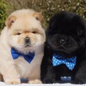 Chow Chow Puppies-0