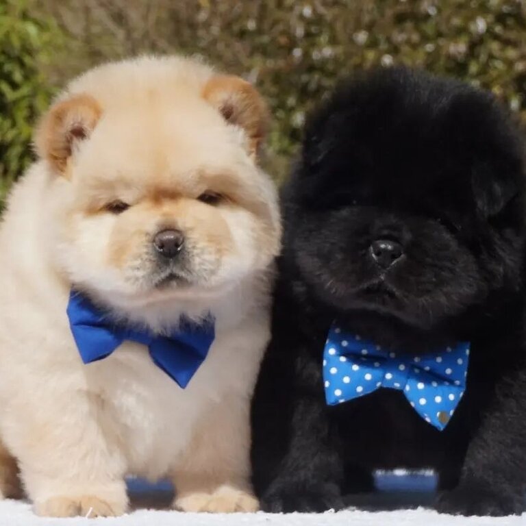 Chow Chow Puppies