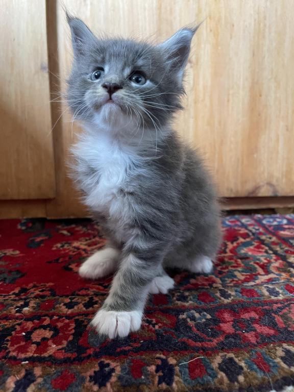 Stunning Maine coon kittens