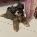 pure breed shih tzu-4