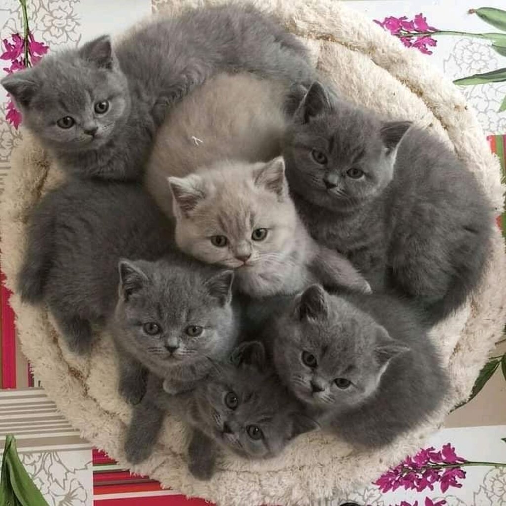 Adorable British Shorthair Kittens For Adoption   8974623f8e4a17fca07969029f5f389e09fdb5030e5c3964ad968d6308dcdeac  1024x1024 