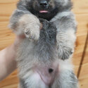 Pomeranians (Male, Bulacan)-5