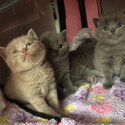 adorable british shorthair kittens for adoption-1