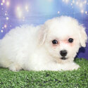 Shichon Puppy Bichon Frise x ShiCHON Shih Tzu and Bichon cross-4