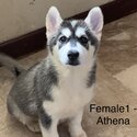 Siberian Husky-5