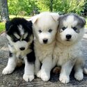 Siberian Husky Puppies-0