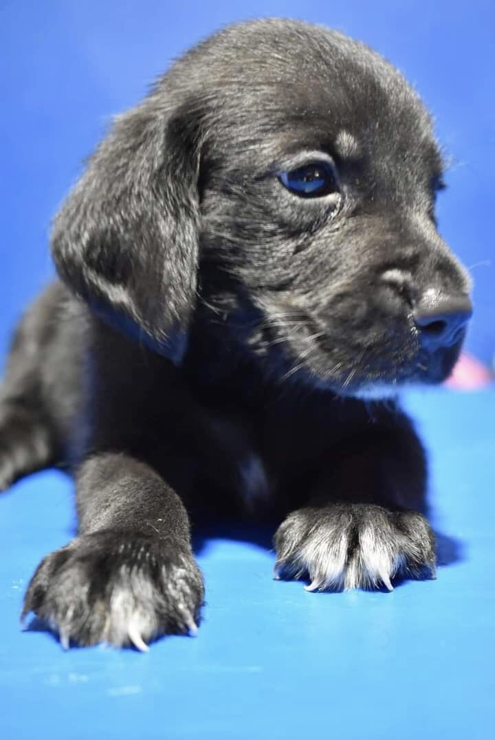 Golden Retriever x Beagle Breed