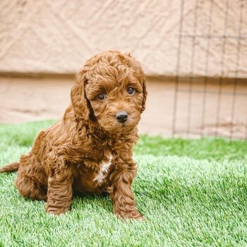 Amazing Toy poodle puppies.