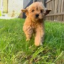 Cavoodle puppies for sale-1