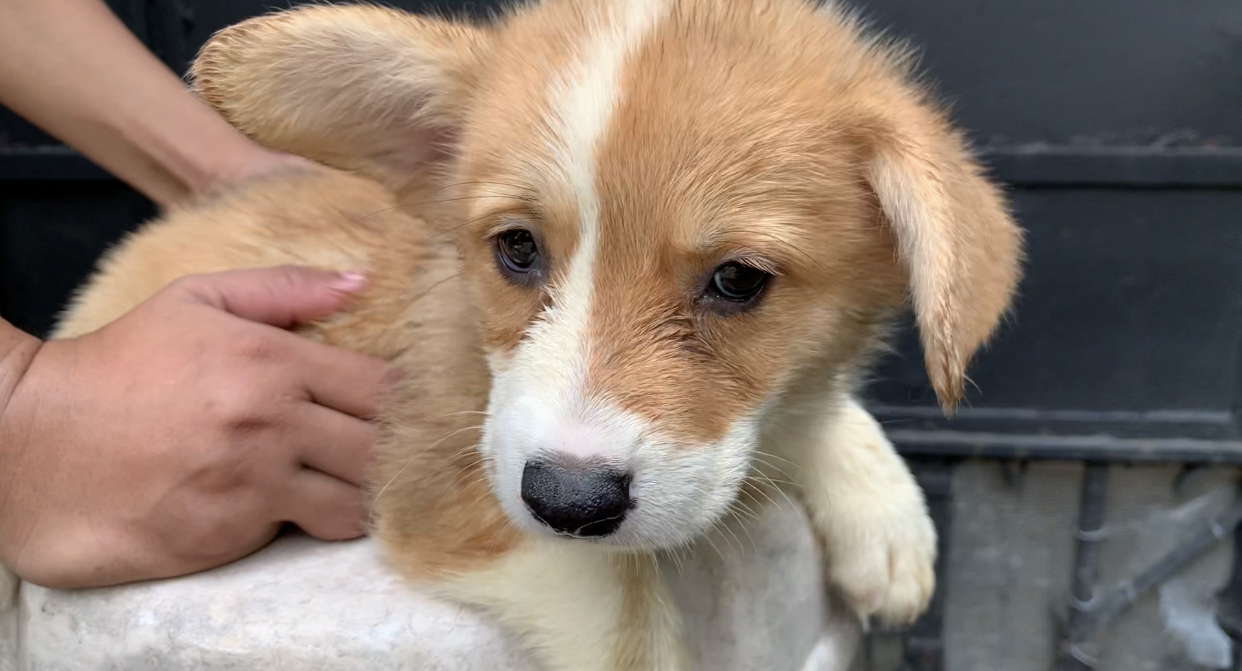 PEMBROKE CORGI FOR RE-HOMING!!