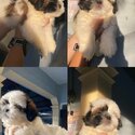 All Male Shih Tzu Liver line Tri-color-0