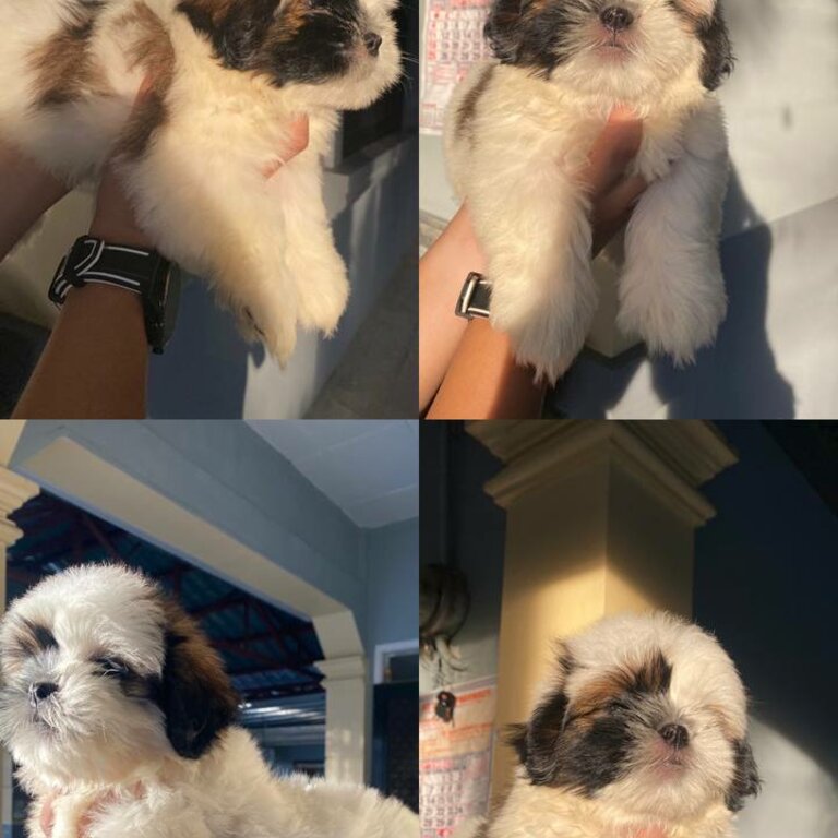 All Male Shih Tzu Liver line Tri-color