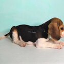 Beagle for Sale-2