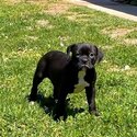  American Bulldog puppy-3