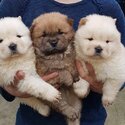 Chubby Chow chow puppies-0