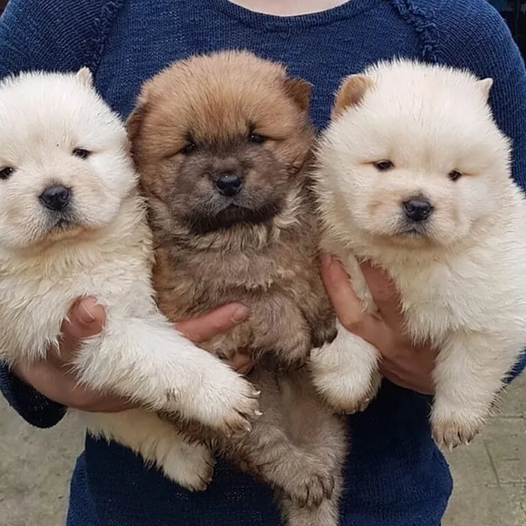 Chubby Chow chow puppies