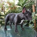 FEMALE FRENCH BULLDOG FOR SALE IN METRO MANILA  PM 09457291715-2