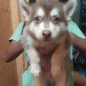 siberian husky puppies-1