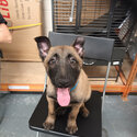 Male and female Belgian malinois puppies for lovely new homes -1