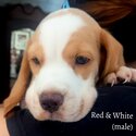 Beagle Pups for Sale -0