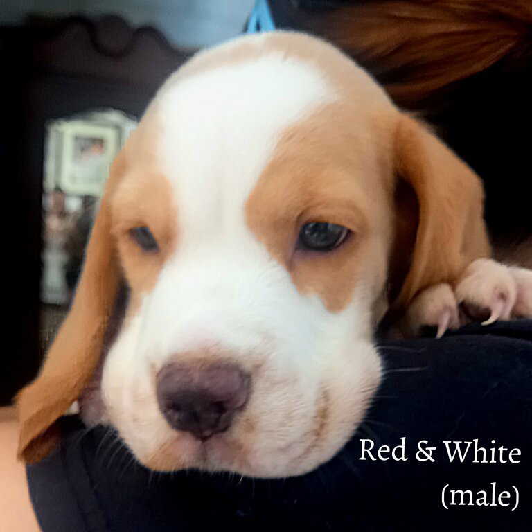 Beagle Pups for Sale 