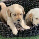 Golden retrivers puppies availible for adoption-1