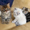 Maine Coon kittens for adoption-0