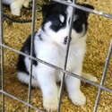 This Siberian husky puppy is 13 weeks old-0