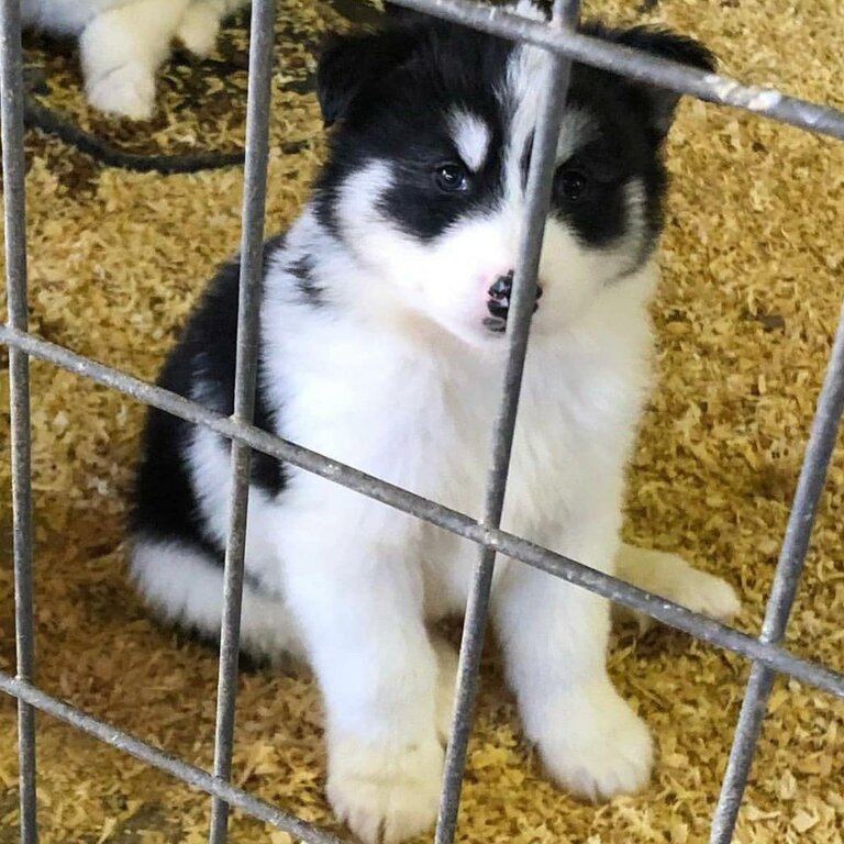 This Siberian husky puppy is 13 weeks old