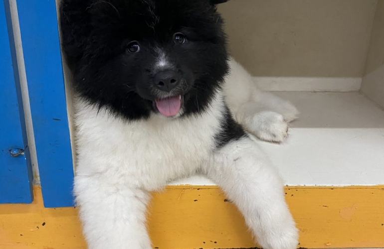 American Akita Puppy- Pure Breed