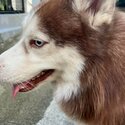 Siberian Husky, Vaccinated-2