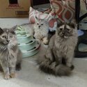 PERSIAN - GRAY TORTIE- FEMALE (AUBREY)-1