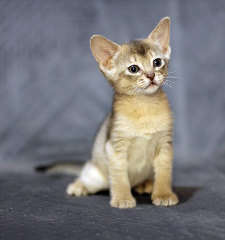 Abyssinian Kittens Available 