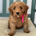 Australian labradoodles available -2