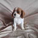 Gorgeous cavalier king  puppies, 1 male and 1 female, AKC Registered-0