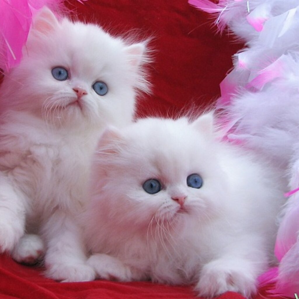 Quality Persian Kittens For Sale 