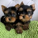 Yorkshire Terrier - Yorkie puppy-1