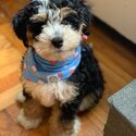 BERNEDOODLE PUPPIES -2