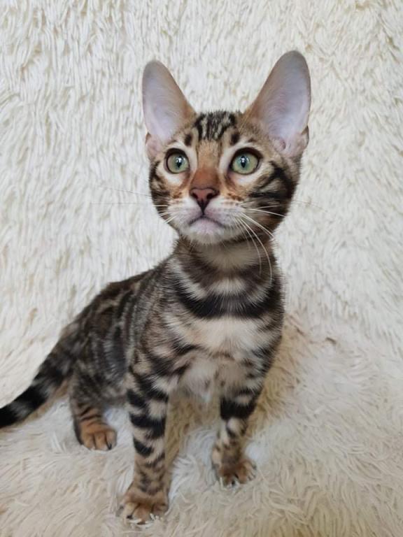 Amazing Bengal Kitten