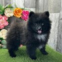 Cute Pomsky male and female available-1