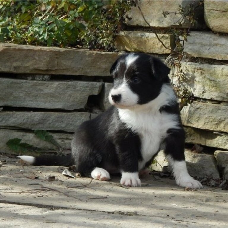 Gorgeous Border Collie puppies available