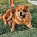 Purebred Chow chow pups x 9 pups-1